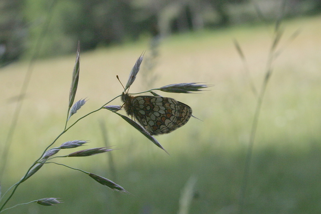 Erebia diamina?